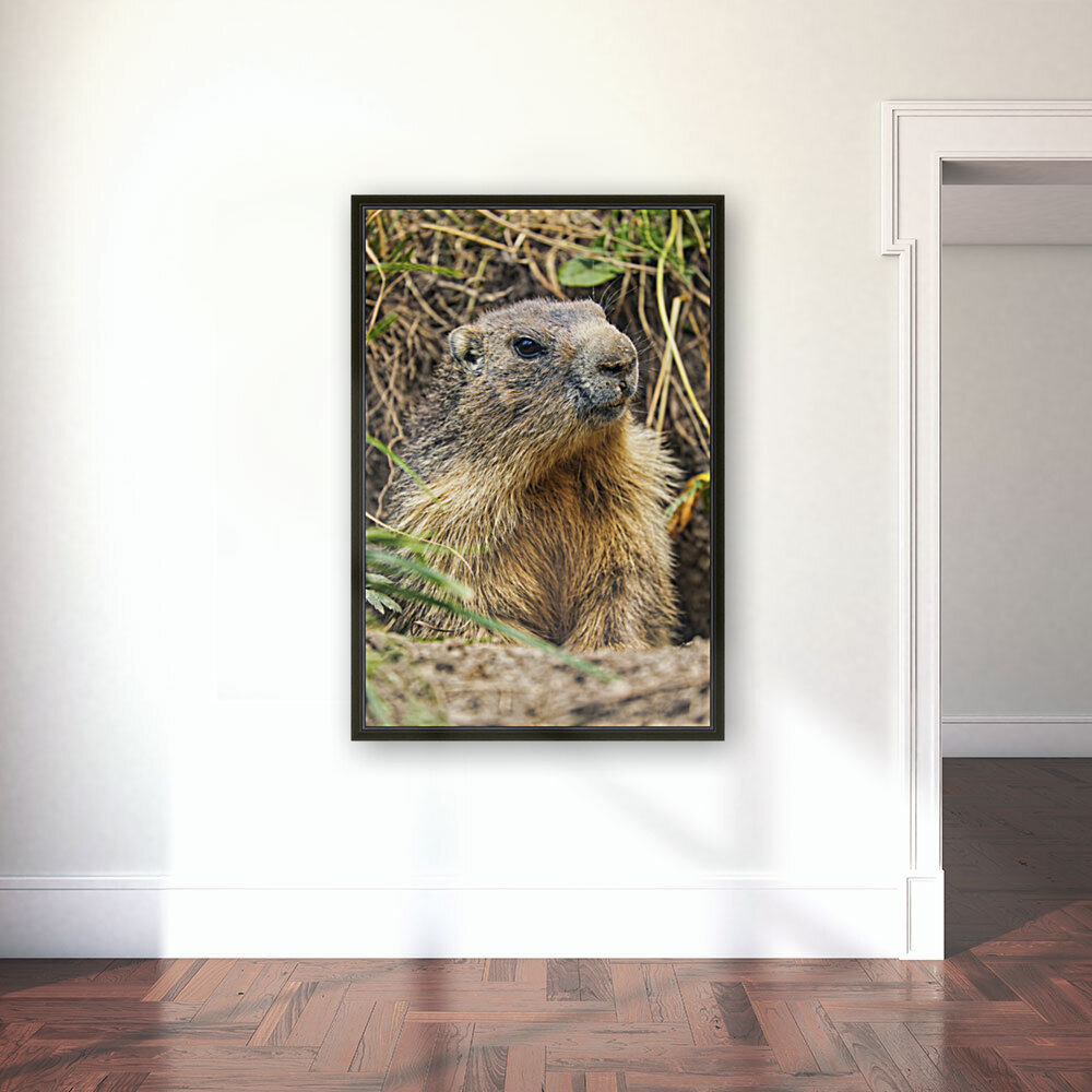 Alpine Marmot Reproduction