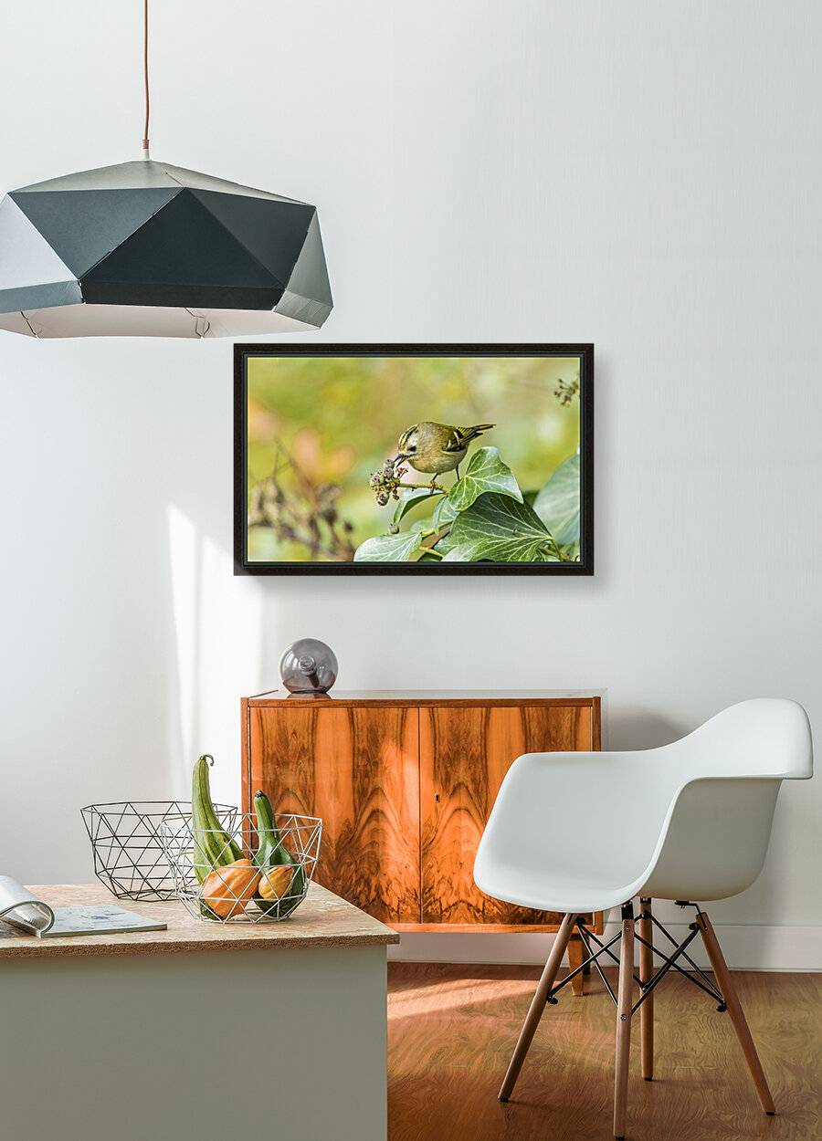 Goldcrest Reproduction