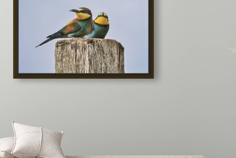  European Bee-Eaters by Alexandra Grossman