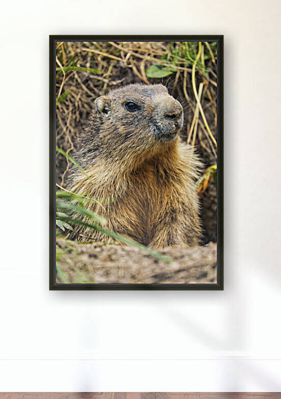 Alpine Marmot by Alexandra Grossman
