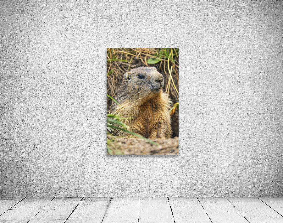 Alpine Marmot Wall Preview