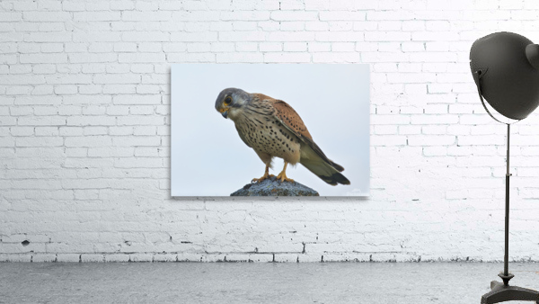 Kestrel Wall Preview