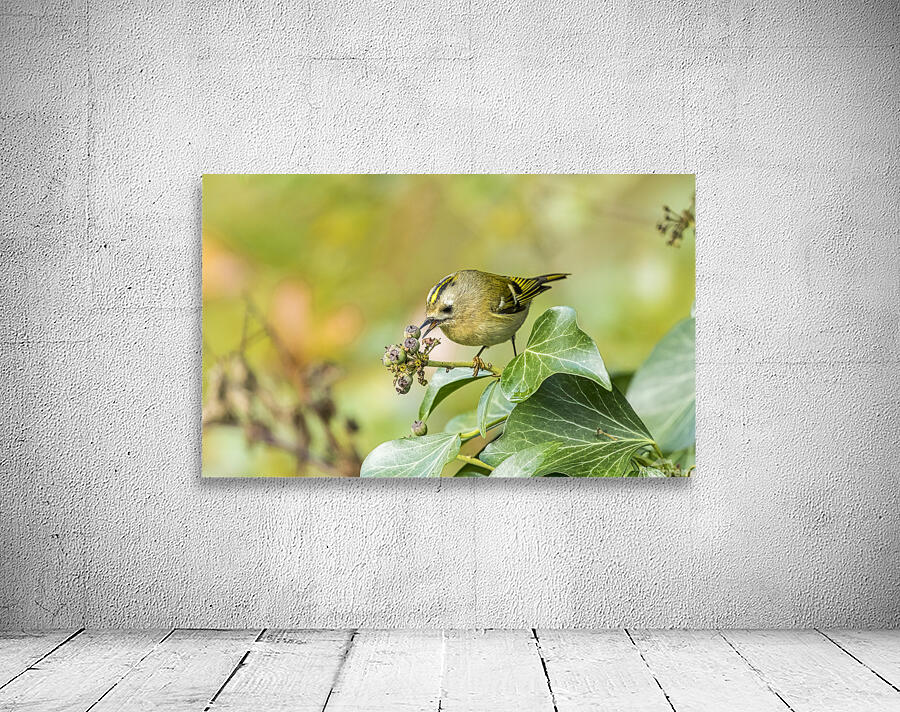 Goldcrest Wall Preview