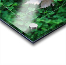 Plain tree leaf on clover meadow Acrylic print