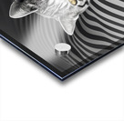 Cat in stripes Acrylic print