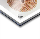 Sea urchin shell  Acrylic print