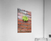 Spring Speeches Acrylic Print
