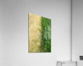 Plain tree leaf on clover meadow Acrylic Print