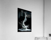 Milky drop volute Acrylic Print