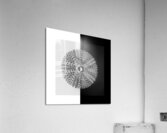 Sea urchin shell  Acrylic Print