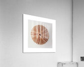 Sea urchin shell  Acrylic Print