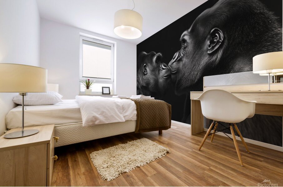 Two gorillas lovingly kissing Mural print