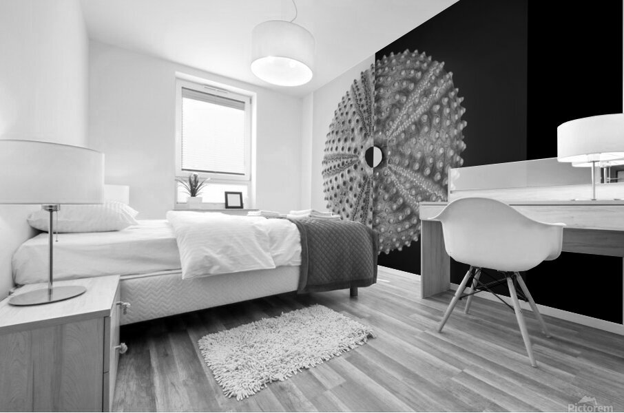 Sea urchin shell  Mural print