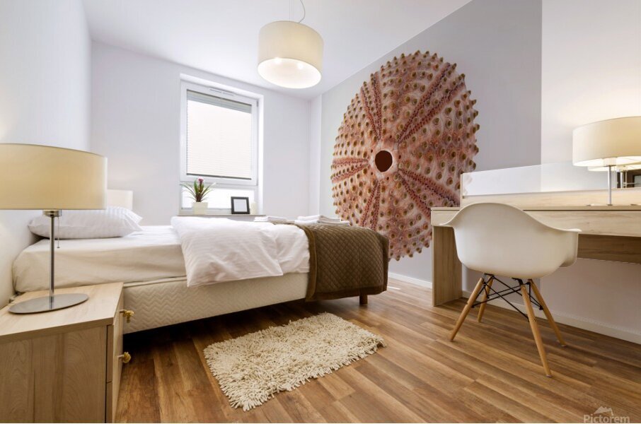 Sea urchin shell  Mural print