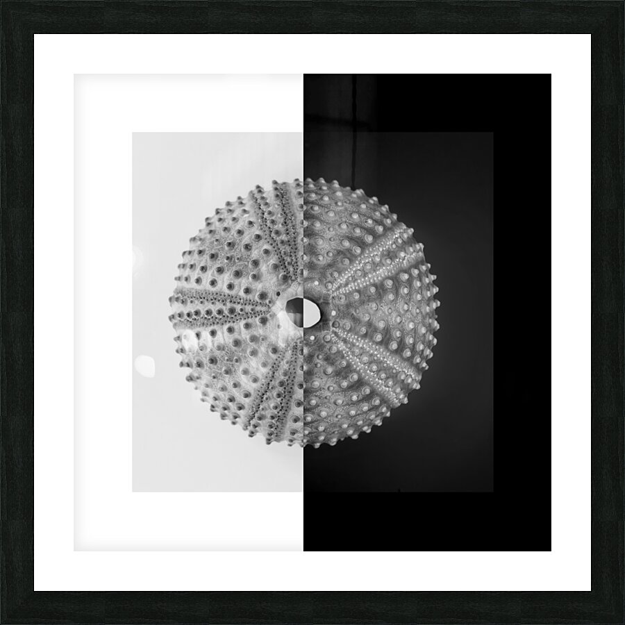 Sea urchin shell  Picture Frame print