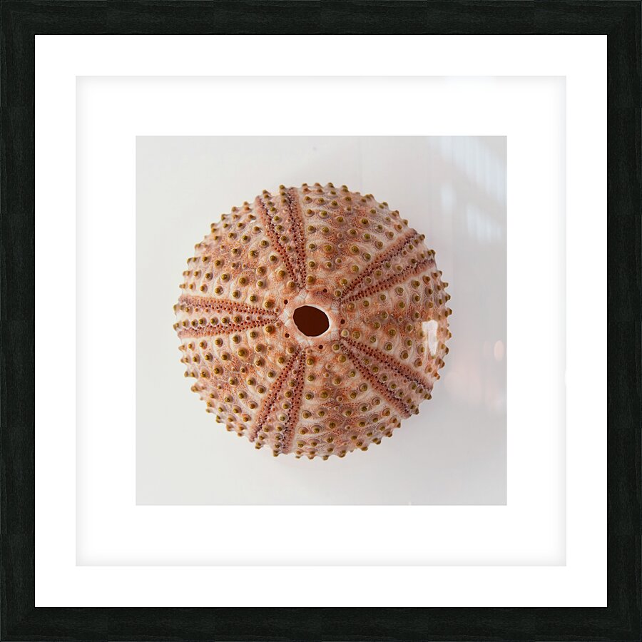 Sea urchin shell  Picture Frame print