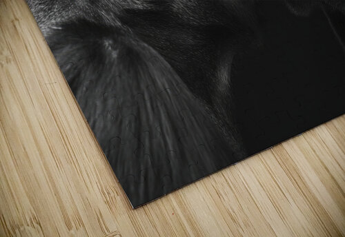 Two gorillas lovingly kissing iRT puzzle