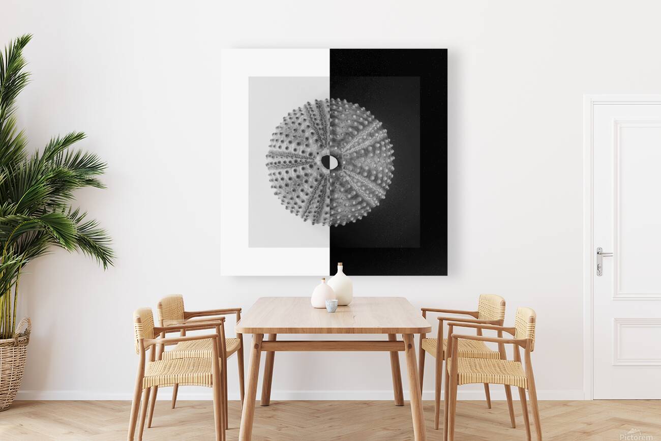Sea urchin shell  Reproduction