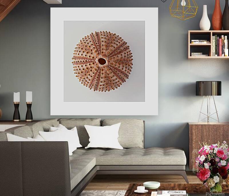 Sea urchin shell  Reproduction