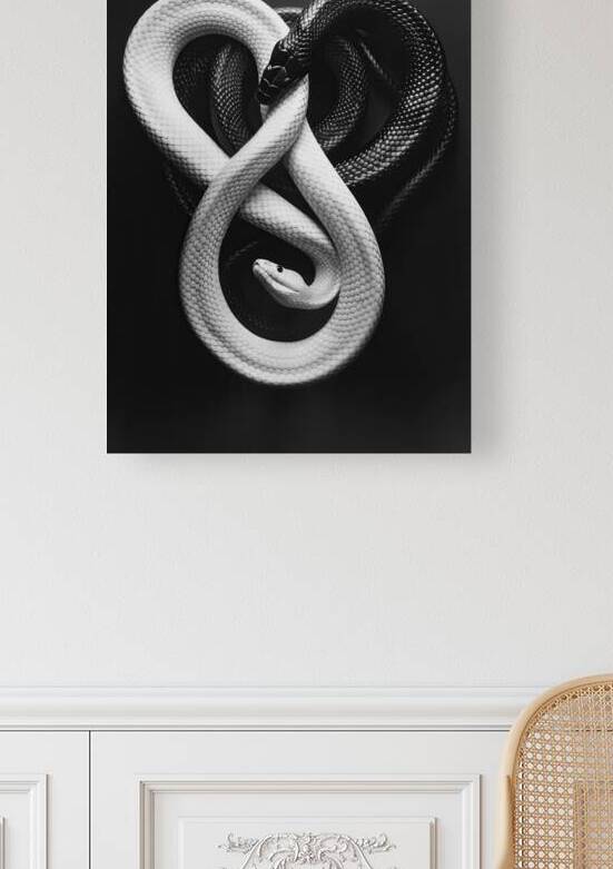 White and black snakes on black background by iRT