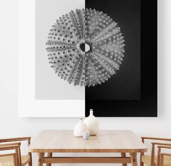 Sea urchin shell  by iRT