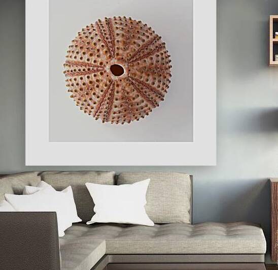 Sea urchin shell  by iRT