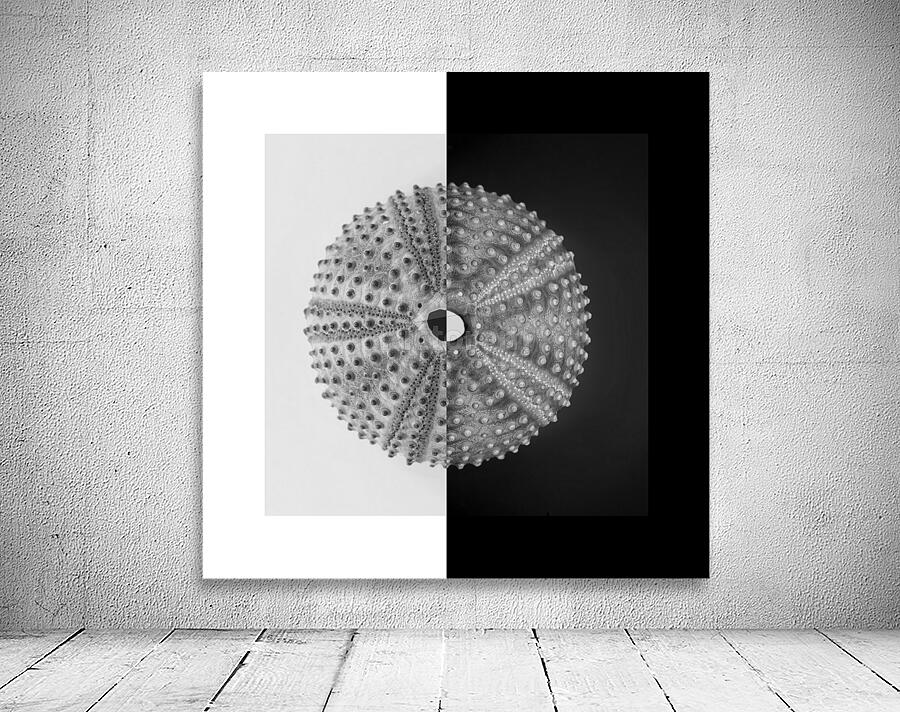 Sea urchin shell  Wall Preview