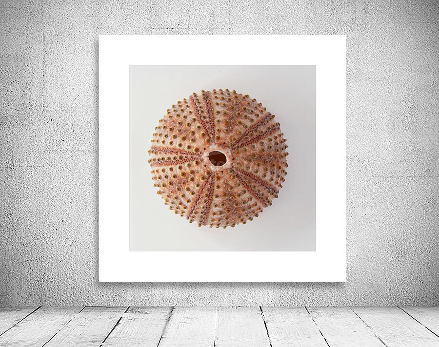 Sea urchin shell  Wall Preview