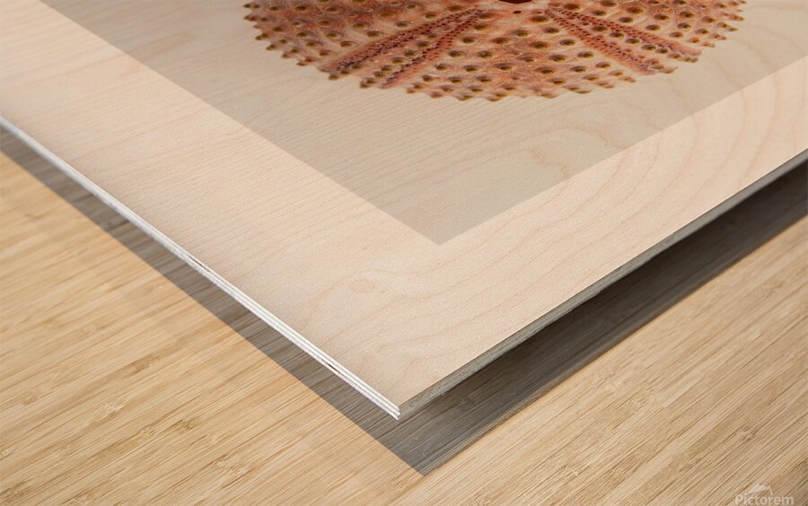 Sea urchin shell  Wood print