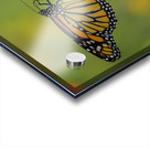 Monarch Butterfly Acrylic print