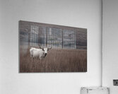 Longhorn Acrylic Print