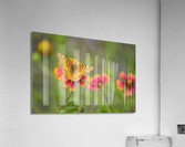 Variegated Fritillary Acrylic Print