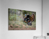 Turkey Time Acrylic Print