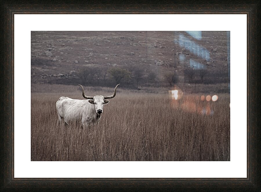Longhorn Picture Frame print