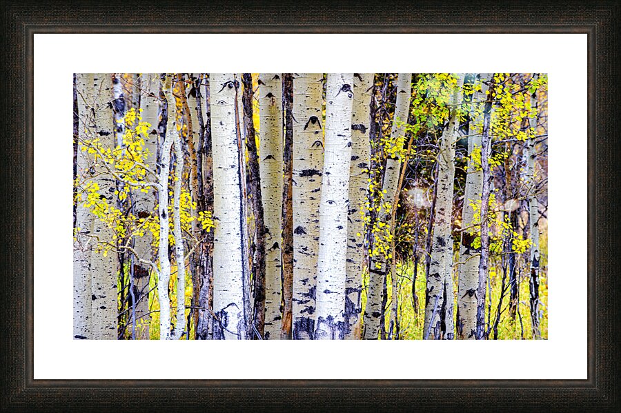 Aspen Trees Picture Frame print