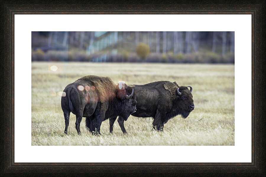 Giants Picture Frame print