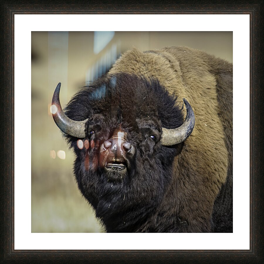 Bison Bull Picture Frame print