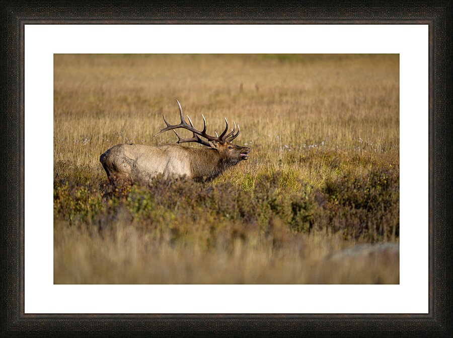 The Call Picture Frame print