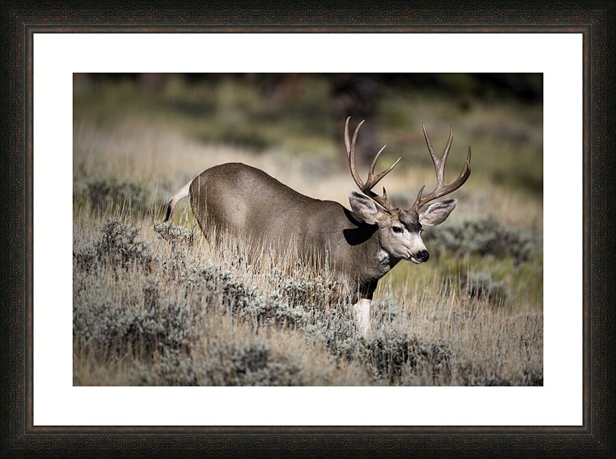 Big Muley Picture Frame print