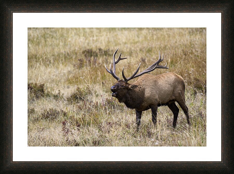 Bugling Picture Frame print