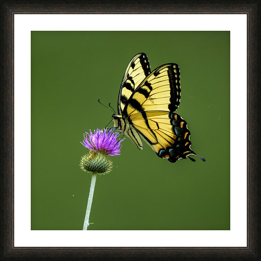 Eastern Tiger Swallowtail Picture Frame print