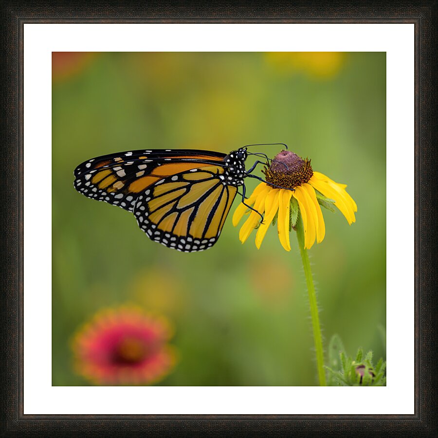Monarch Butterfly Picture Frame print