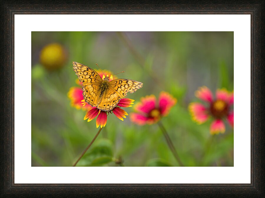 Variegated Fritillary Picture Frame print
