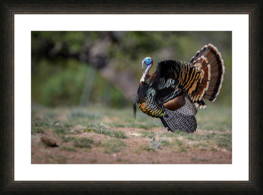 Turkey Time Picture Frame print