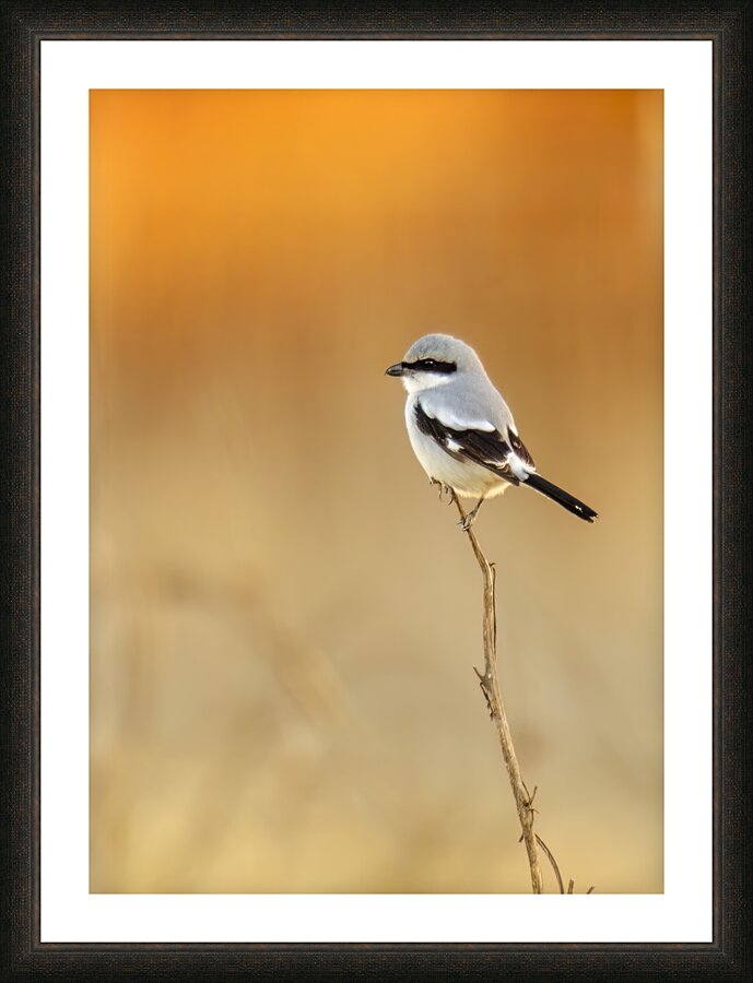 Loggerhead Shrike Picture Frame print