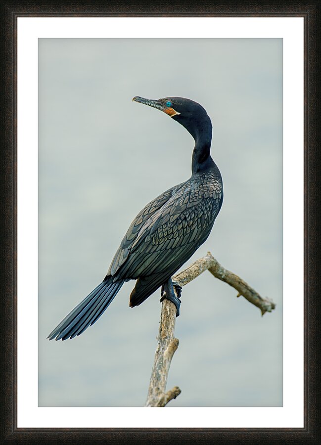 Cormorant Picture Frame print