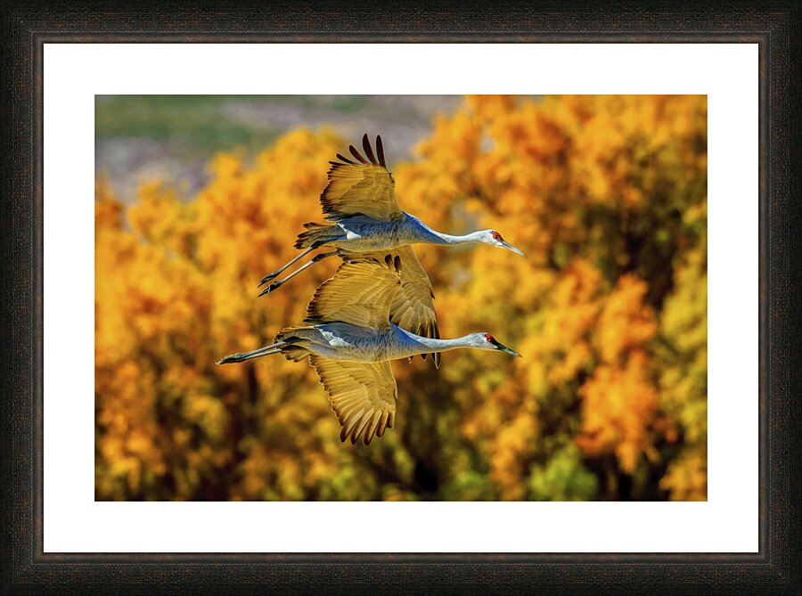 Sandhill Cranes Picture Frame print