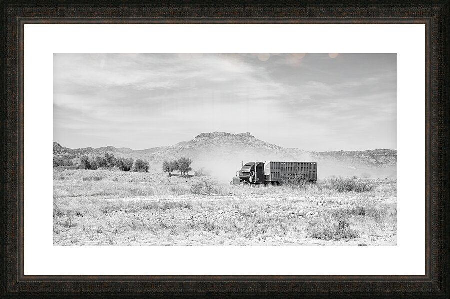 Hauling Cattle Picture Frame print