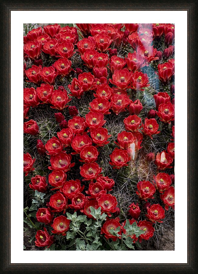 Claret Cup Picture Frame print