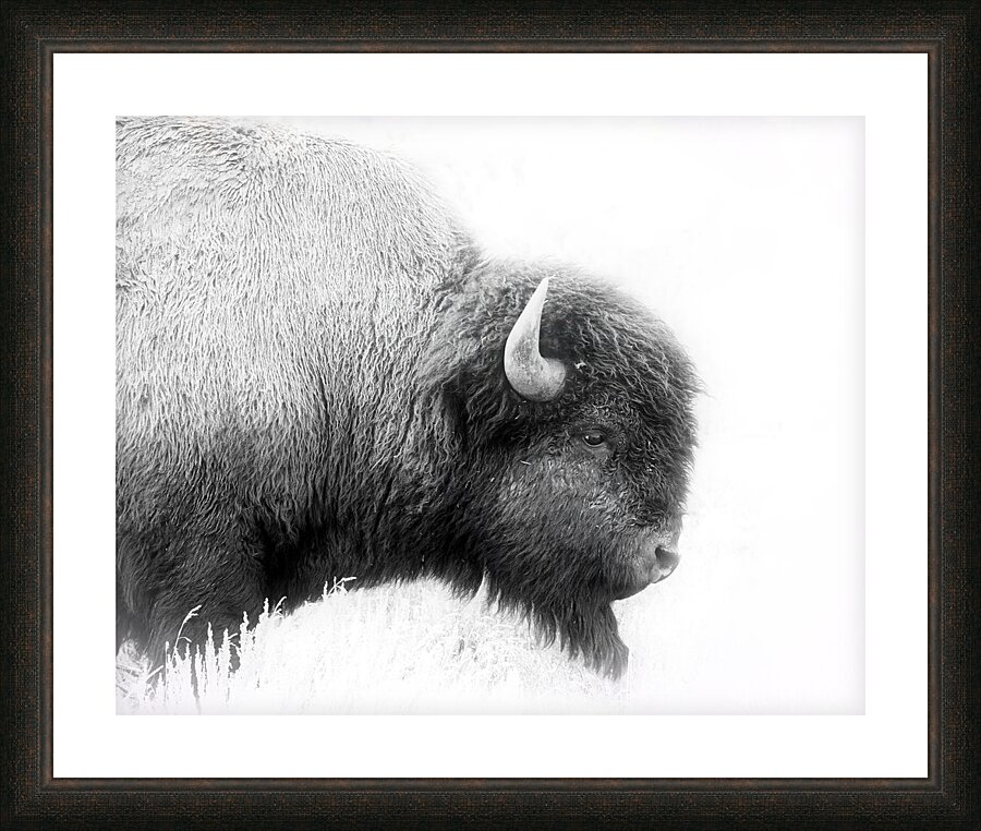 Bison Picture Frame print
